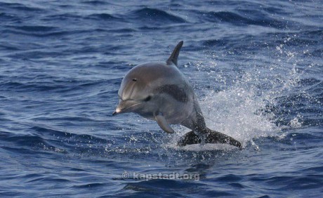 velký delfín.jpg