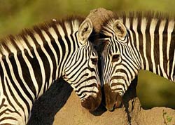 zebra_courtship.jpg