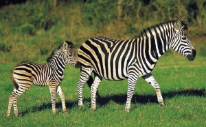 ¨zebra+mamka.jpg